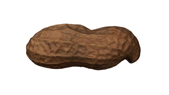 Realistic render of a rotating peanut pod on white background. The video is seamlessly looping, and the object is 3D scanned from a real peanut.