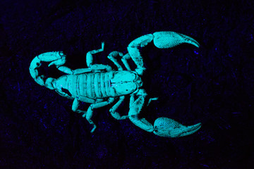 Scorpion under UV light, Scorpiones, Matheran, Maharashtra, India