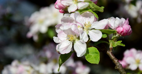 Apfelblüte in Südtirol - Blütezeit - Frühlingsbeginn