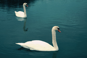 Gorgeous swans at the deep blue alps lake