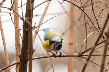 Horizontal photo of blue tit songbird. Bird with yellow, white, blue green feathers