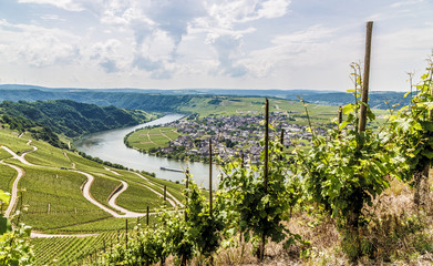 Piesport an der Mosel Rheinland-Pfalz Deutschland