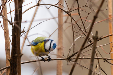 Horizontal photo of blue tit songbird. Bird with yellow, white, blue green feathers