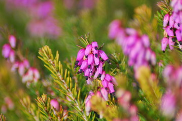 Schneeheide (Erica carnea)