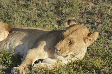 Sleepy Lioness
