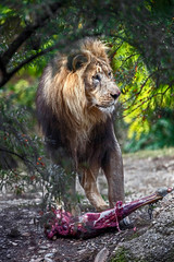 Lion male tearing a big piece of meat. Latin name - Panthera leo	