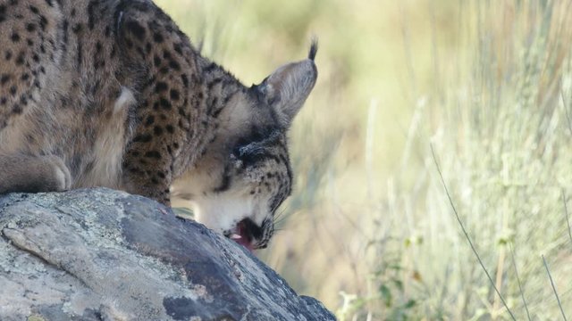 Iberian lynx eating