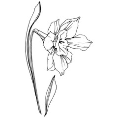 Vector Narcissus floral botanical flower. Black and white engraved ink art. Isolated narcissus illustration element.