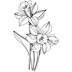 Vector Narcissus floral botanical flower. Black and white engraved ink art. Isolated narcissus illustration element.