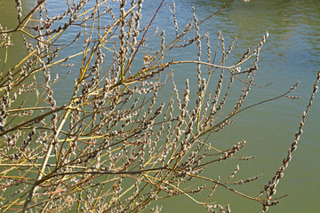 Weide mit Blütenkätzchen