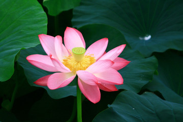 lotus in the pond