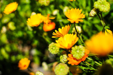 Ringelblume