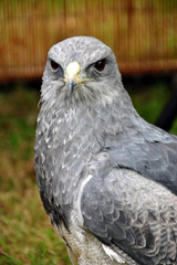 Chilean Eagle Black Chested Buzzard Eagle geranoaetus melanoleucus