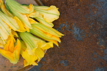 squash Yellow flower on copper plate