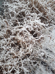 winter, grass, Christmas forest, magic