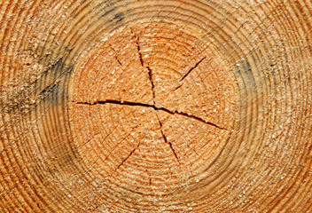 Naklejka premium Cross section through tree trunk