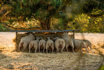 Bunch of sheeps eating in Causses, France