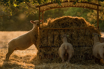 Sheeps and farming in France, Dordogne valley area