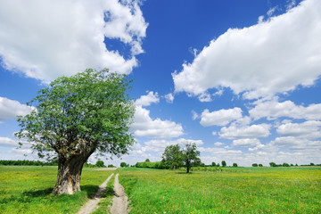 Trees next to a rural road running among green fields