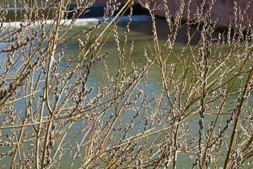 Weide mit Bl&uuml;tenk&auml;tzchen