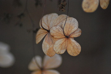 Kletter-Hortensie (Hydrangea petiolaris) im Winter