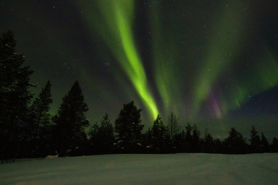 Colourful northern light (aurora borealis) in the horizon above trees in winter Saariselka, Finnish Lapland.