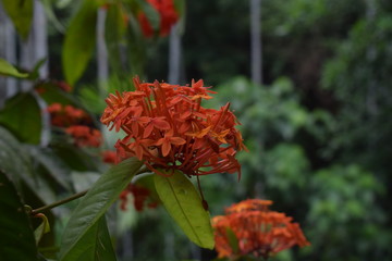 red flower in the garden