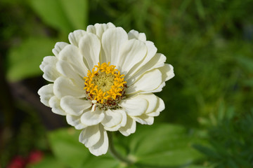 Common zinnia