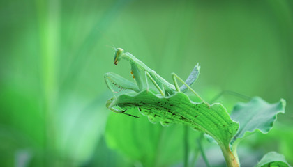 green mantis on a tree branch