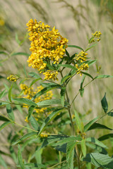 Garden loosestrife