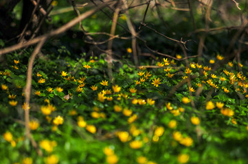 Gelbeblumen im Wald