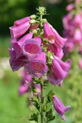 Foxglove Excelsior Hybrids