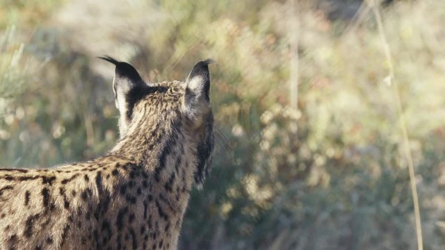 Iberian lynx foreground