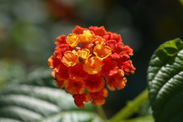 Shrub verbena flower