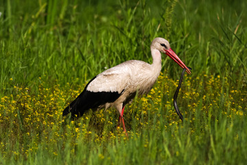 White stork, Ciconia ciconia is eating a grass snake