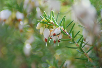 Schneeheide (Erica carnea)