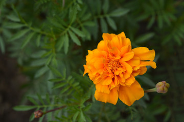 French marigold