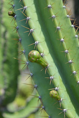 Peruvian apple cactus