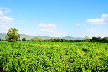 Fototapeta na wymiar Tapioca farm with blue sky