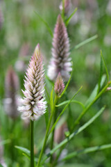 Cockscomb Flamingo Feather