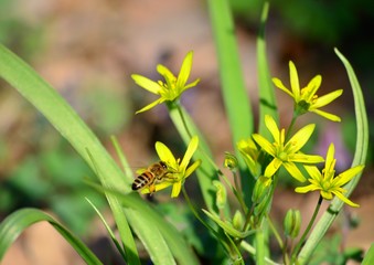Bright yellow flowers gagea in the spring forest, harbingers of warm weather
