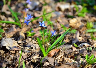 Delicate blue flowers Scylla in the spring forest, harbingers of good weather