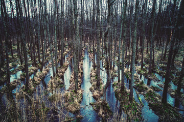 Wild forest on the water.