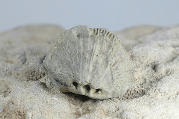 Silurian Brachiopod fossil from Saarenmaa Estonia