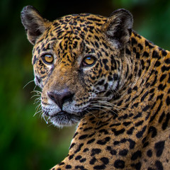 A beuatifil jaguar in the jungle of Surinam