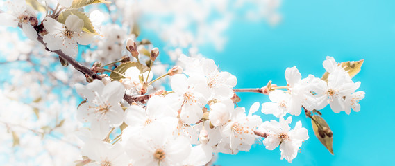 Spring abstract background of blossoming cherry