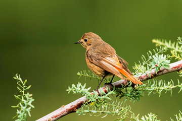 Black redstart, female, Phoenicurus ochruros, Nubra, Ladakh, Jammu and Kashmir, India.