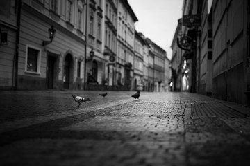 black and white street with lonely pigeons