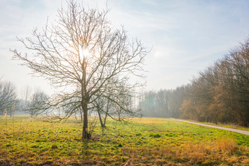 Fototapeta na wymiar Trees in a foggy field in sunlight in winter