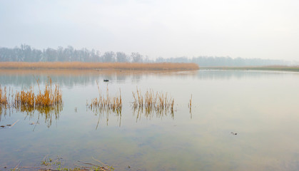 Edge of a foggy lake with reed in sunlight in winter